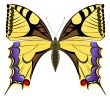 Swallowtail
