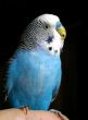 The Blue wavy parrot.