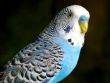 The Blue wavy parrot.