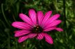 Purple Daisy