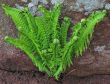 fern and stoun
