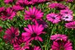 Purple Daisys