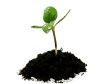 young sunflower sprout in the soil with droplets