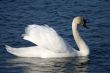 Graceful white swan on a water of lake