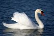 Graceful white swan on a water of lake