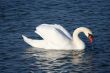 Graceful white swan on a water of lake
