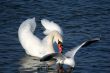 Graceful white swan on a water of lake and seagull