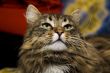Cat`s portrait