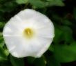 Pure White Morning Glory Bloom