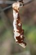 Dead Leaf Hanging