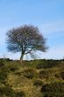 Lonely Tree
