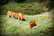 Marching Cows