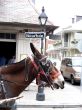 Bourbon Street Sign New Orleans with Mule