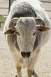 Ox