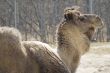 One-humped Camel