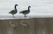 Injured Goose