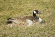 Canada Goose