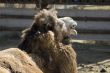 Camel Face