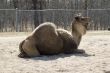 One-hump Camel