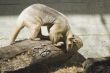 Ant Eater