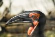 Unusual Bird