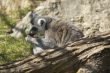 Lemur