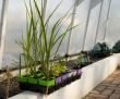 Greenhouse