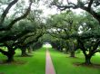 Quarter-mile canopy of giant live oak trees