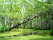 Louisiana Bayou Swamp