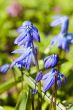Scilla sibirica