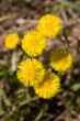 coltsfoot