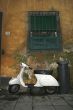 White old scooter on the road