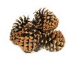Some big cedar cones