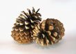 Two big cedar cones