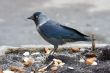 jackdaw