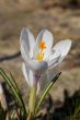 crocus