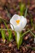 White crocus