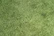 Green Lawn 6478