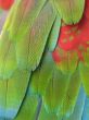 parrot feather close-up