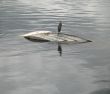 bird on a sunken boat