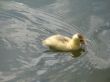 baby duck