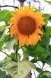 giant sunflower