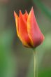 Lonely tulip