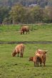 Highland cattles