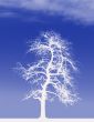 White Tree