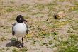 Laughing Gull