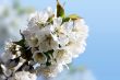 spring florescence