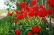 red tulip