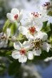  bright inflorescence