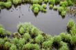 Hummocks on the swamp